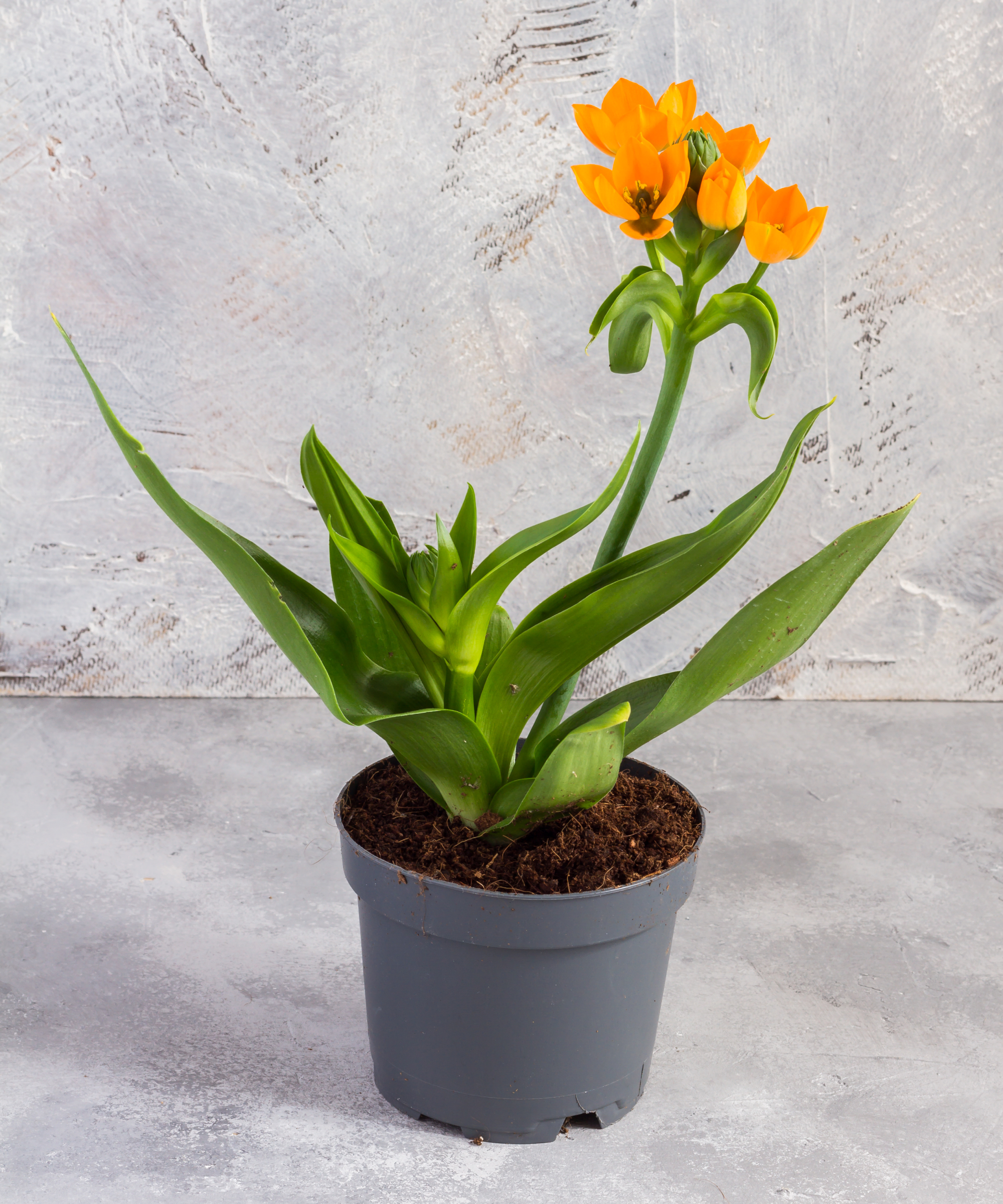 Orange star plant in a pot
