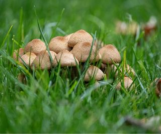 Mushrooms growing in lawn