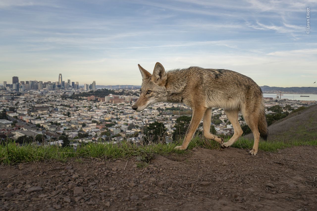 A coyotes roams the outskirts of San Francisco on the West Coast of the United States