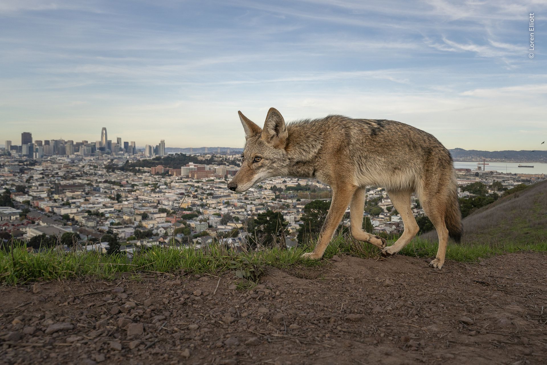 A coyotes roams the outskirts of San Francisco on the West Coast of the United States