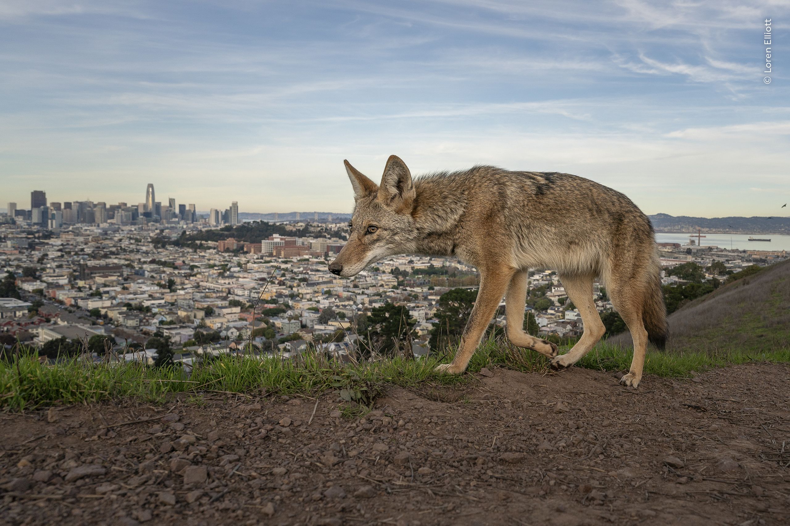 A coyotes roams the outskirts of San Francisco on the West Coast of the United States
