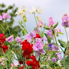 Sweet pea flowers against the sky