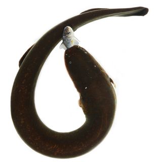 An eel curling with prey in its mouth.