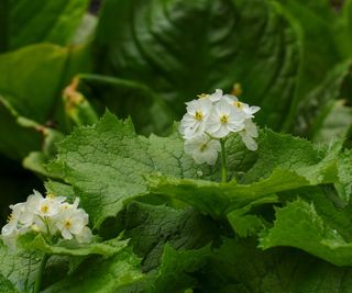 skeleton flowers and leaves