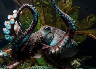 🐙 Otto the Octopus, the six-month-old rabble-rouser, had climbed up the  side of his tank and was squirting water at the 2,000-watt spo