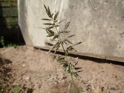 Stinkgrass Weed