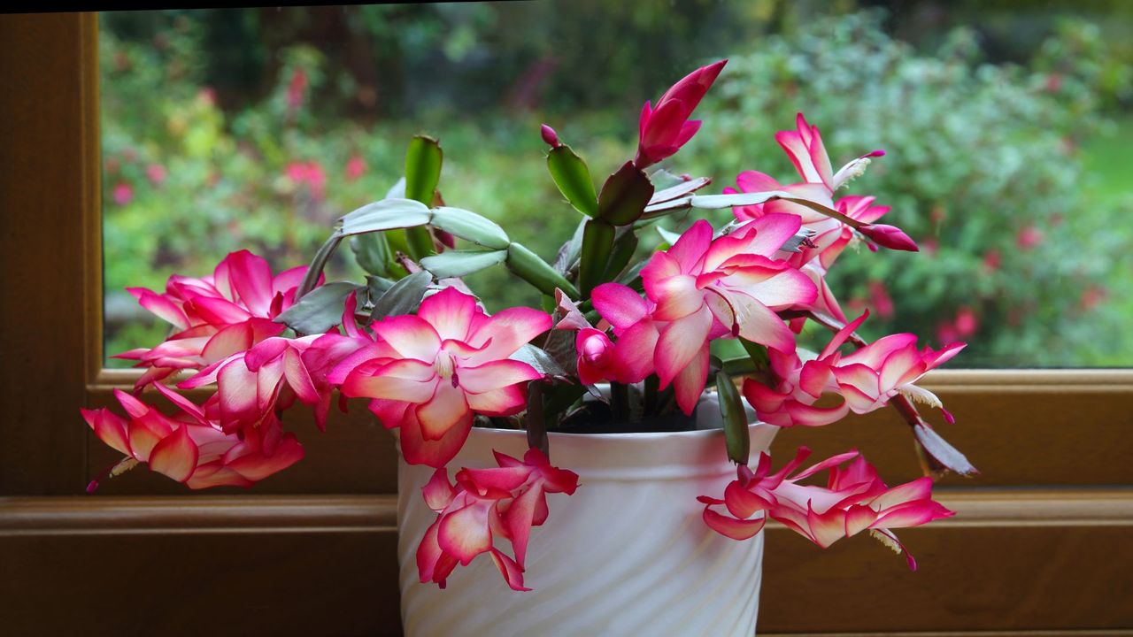 A Christmas Cactus placed by a windowsill in a home 