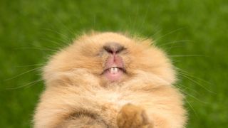 Rabbit showing its teeth