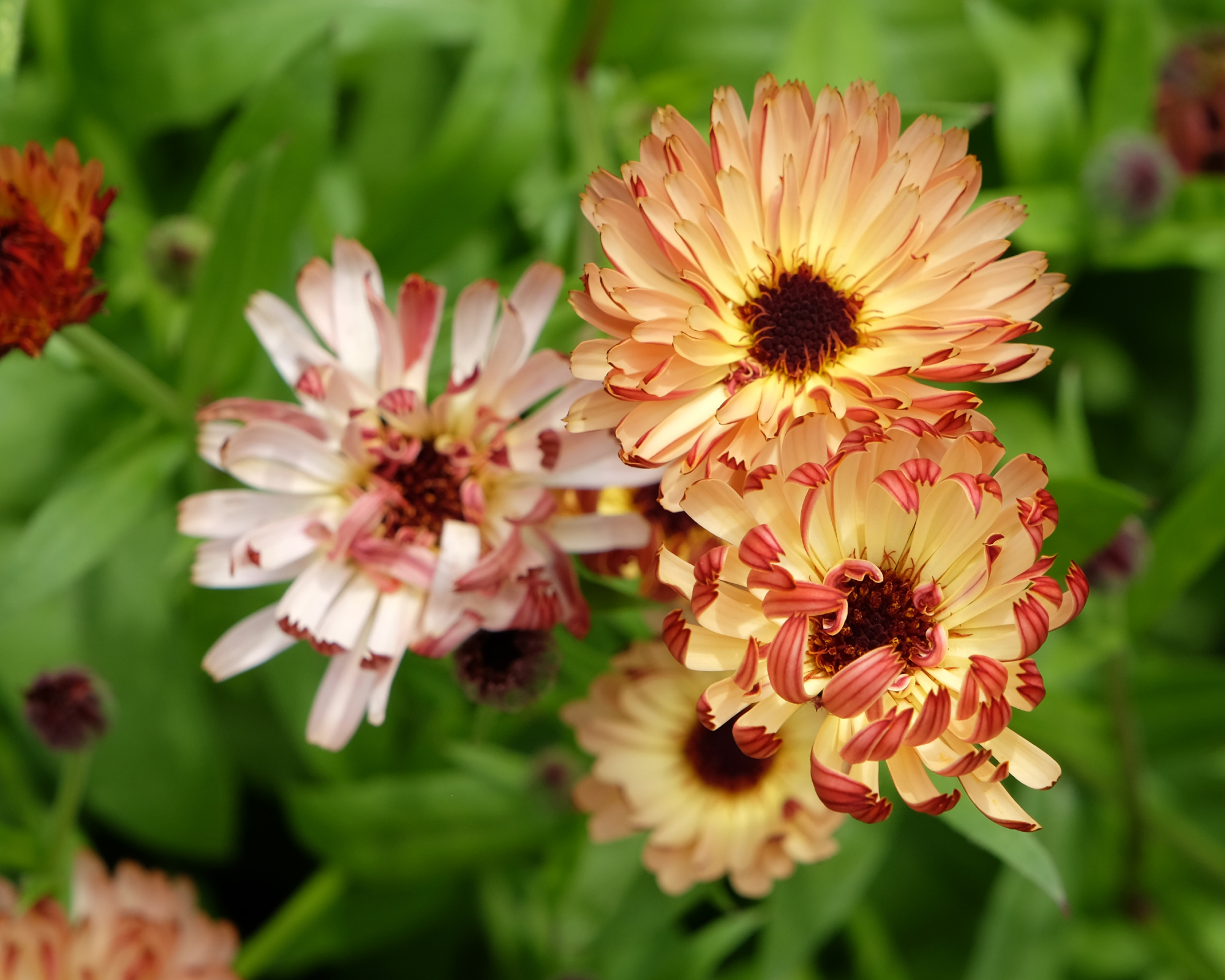 annual calendula flowers in a range of sunset shades growing in a garden