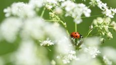 A ladybug on a flower head