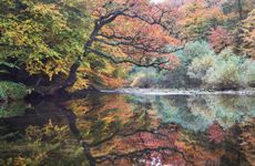 The River Dart passing through Hembury Wood in Devon, UK, with autumn colours on the trees