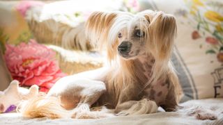 Hypoallergenic dog breeds - Chinese Crested Dog lying on bed