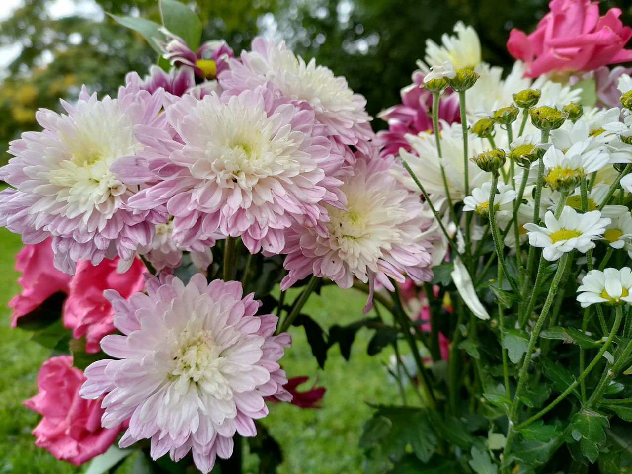 Realme 7 Pro camera sample
