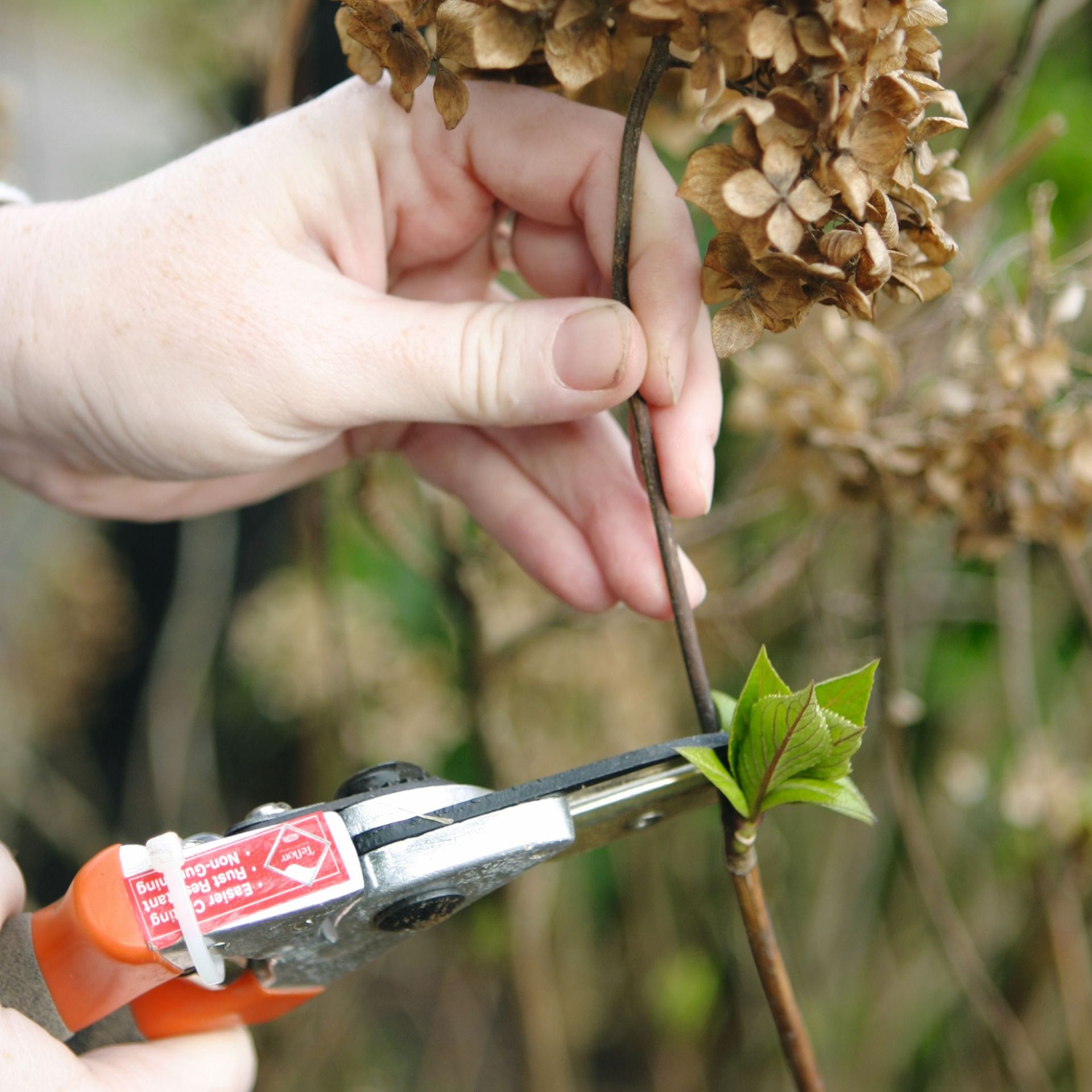 Should you deadhead hydrangeas? Experts share their secrets Ideal Home