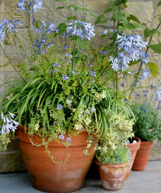 An agapanthus and grasses growing in terracotta pots