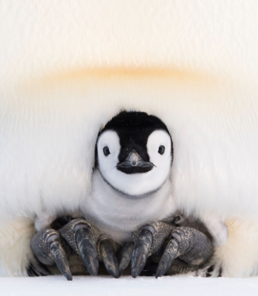 How Do Emperor Penguin Dads Stop Their Eggs From Freezing Live Science