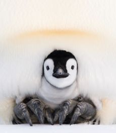 emperor penguins