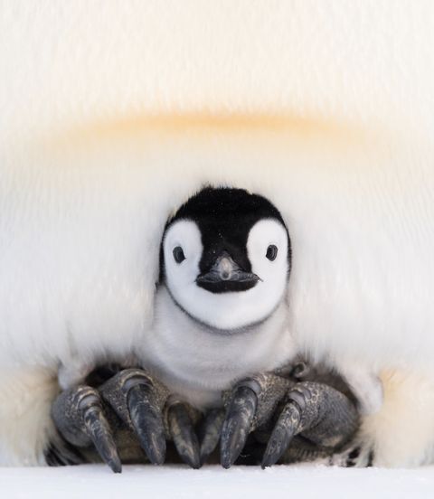 pix How To Spell Penguin In French do emperor penguin dads stop their eggs
