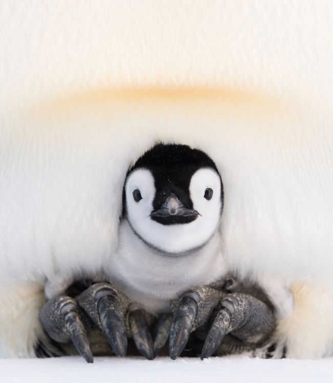 How Do Emperor Penguin Dads Stop Their Eggs From Freezing?