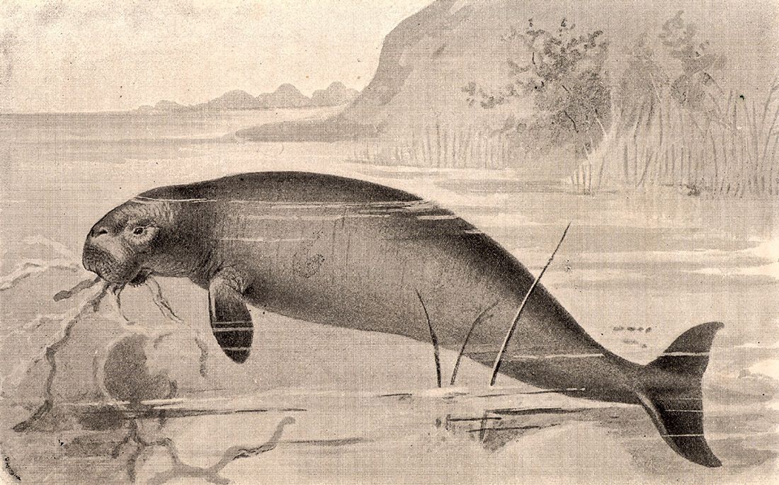 Steller&#039;s Sea Cow