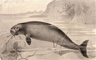 Steller's Sea Cow