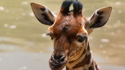 Kipenzi Giraffe