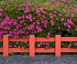 azalea growing alongside red fence