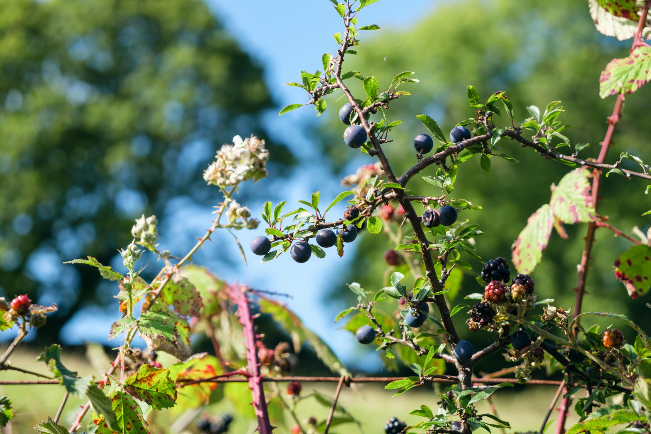 Sloe berries on a blackthorn bush