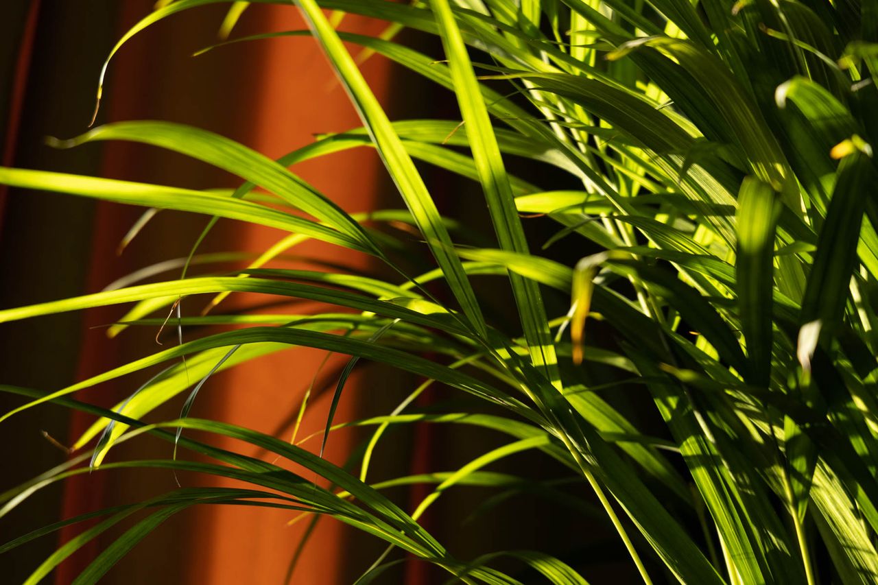 Canon EOS R8 example image of a plant demonstrating highlight detail