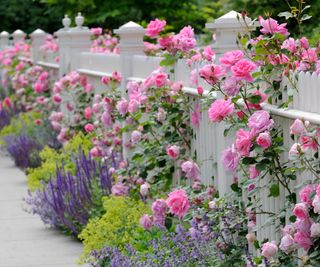 Pink roses with salvia and nepeta