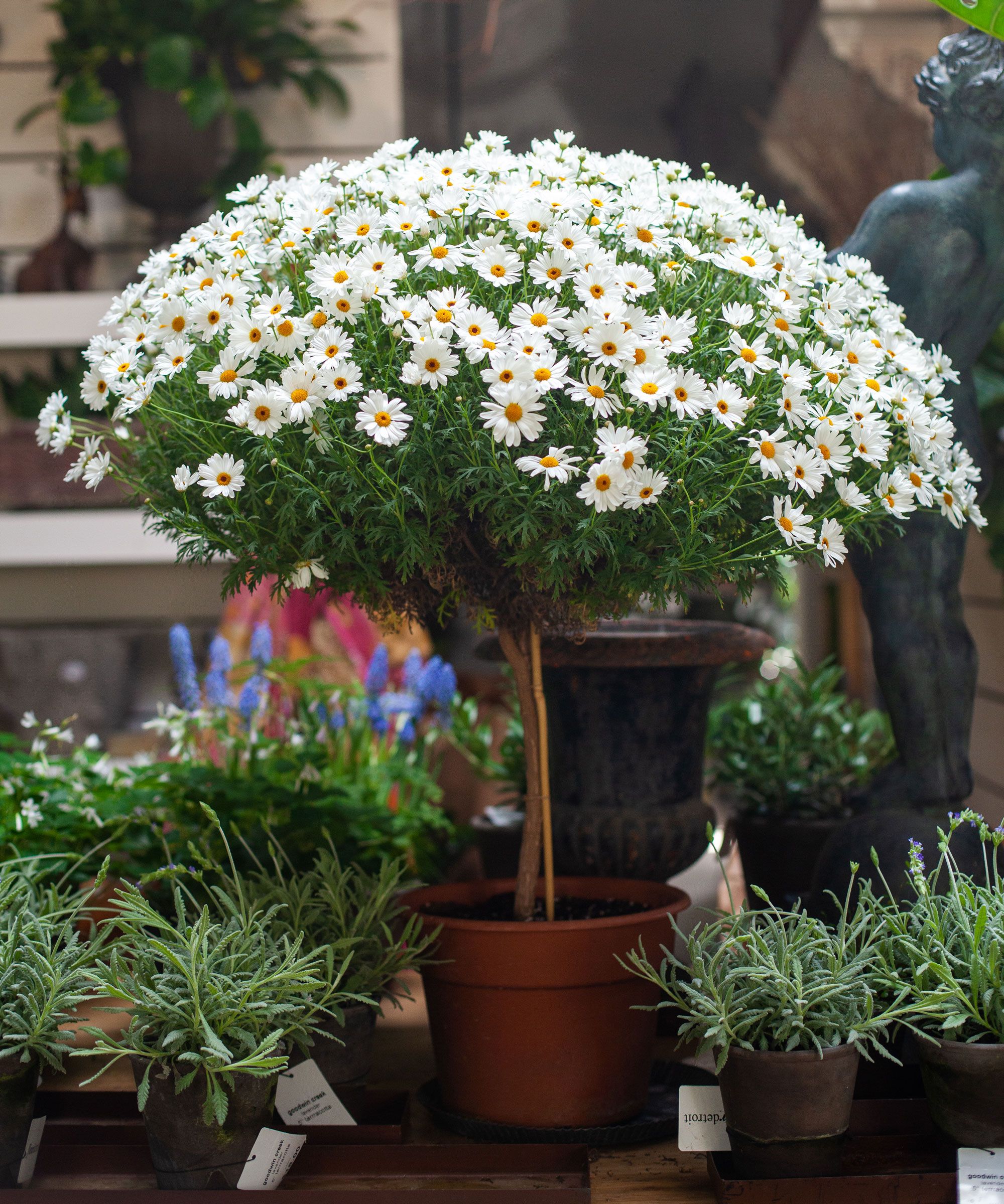 Daisy tree trend everything you need to know Gardeningetc