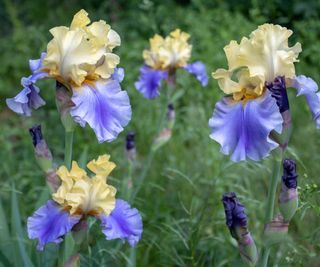 bearded iris ‘Edith Wolford’ flowering in cottage garden