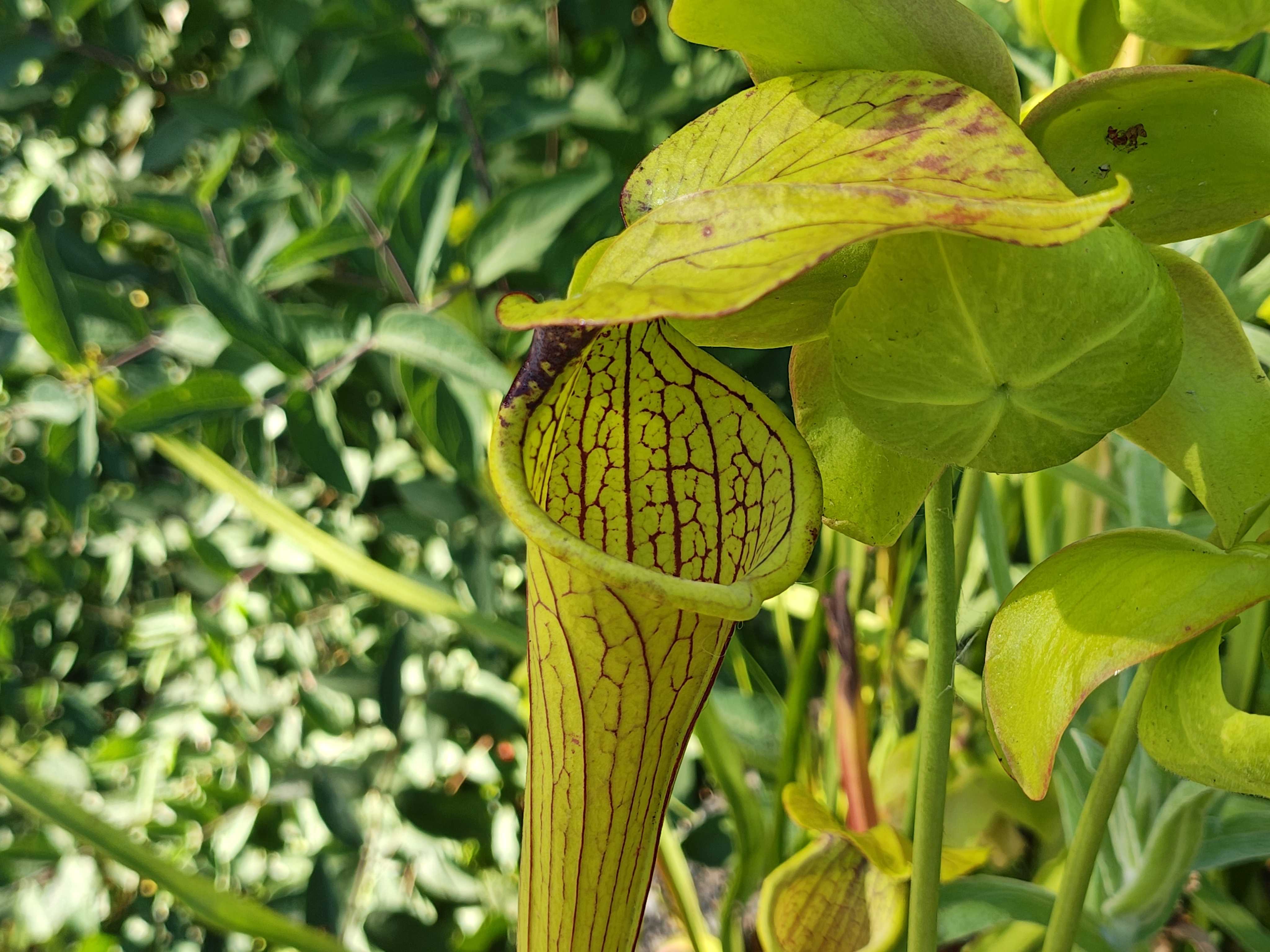 A pitcher plant