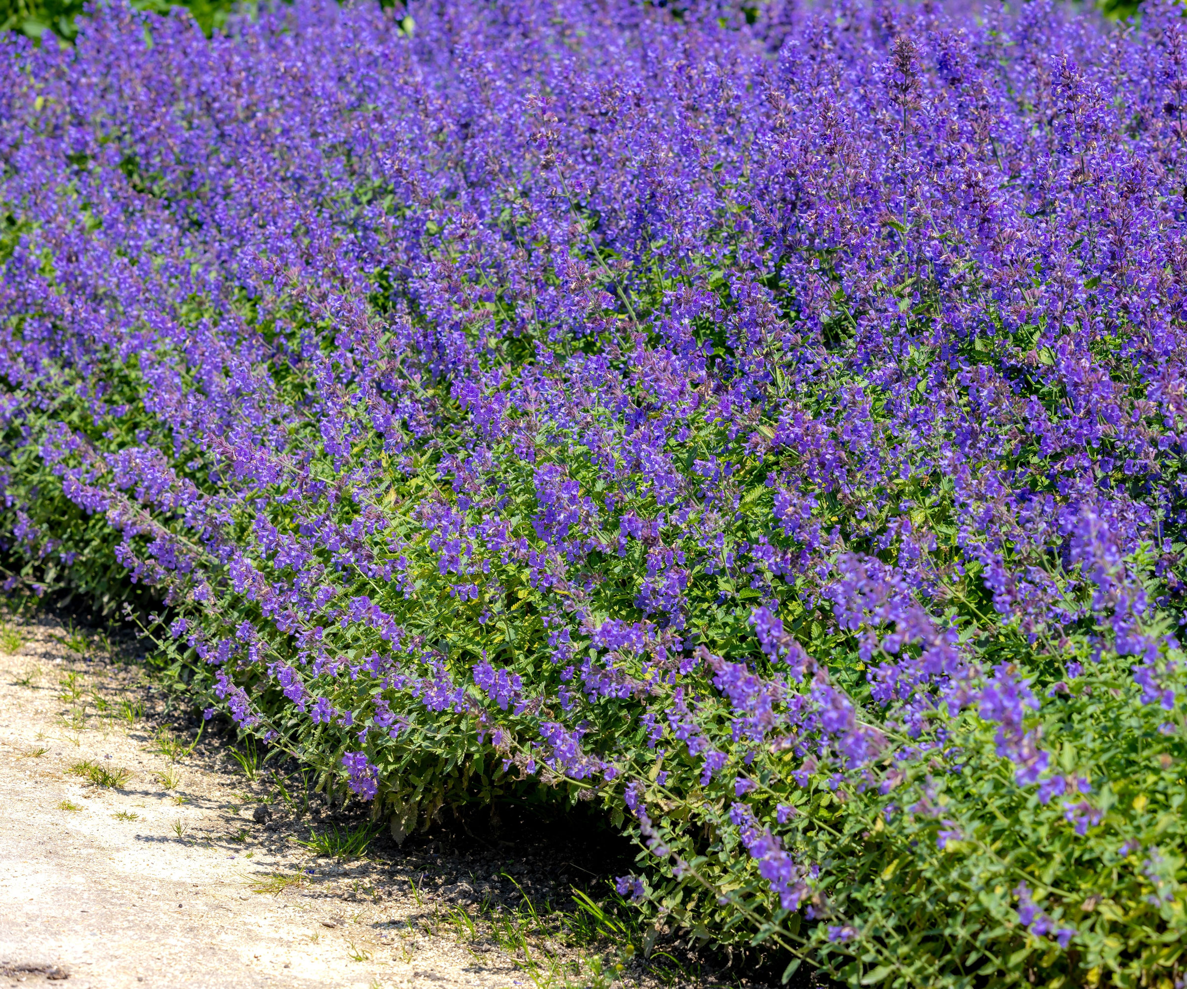 large bushy catmint plant with profusion of purple flowers