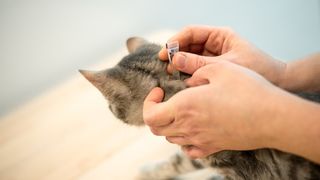 topical flea treatments being applied to cat