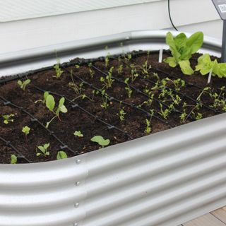 Seedlings grown on a metal vegetable bed at the RHS Chelsea Flower Show 2023