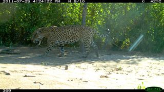 Jaguar in Bolivia's Madidi National Park