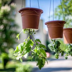 Upside down tomato plants
