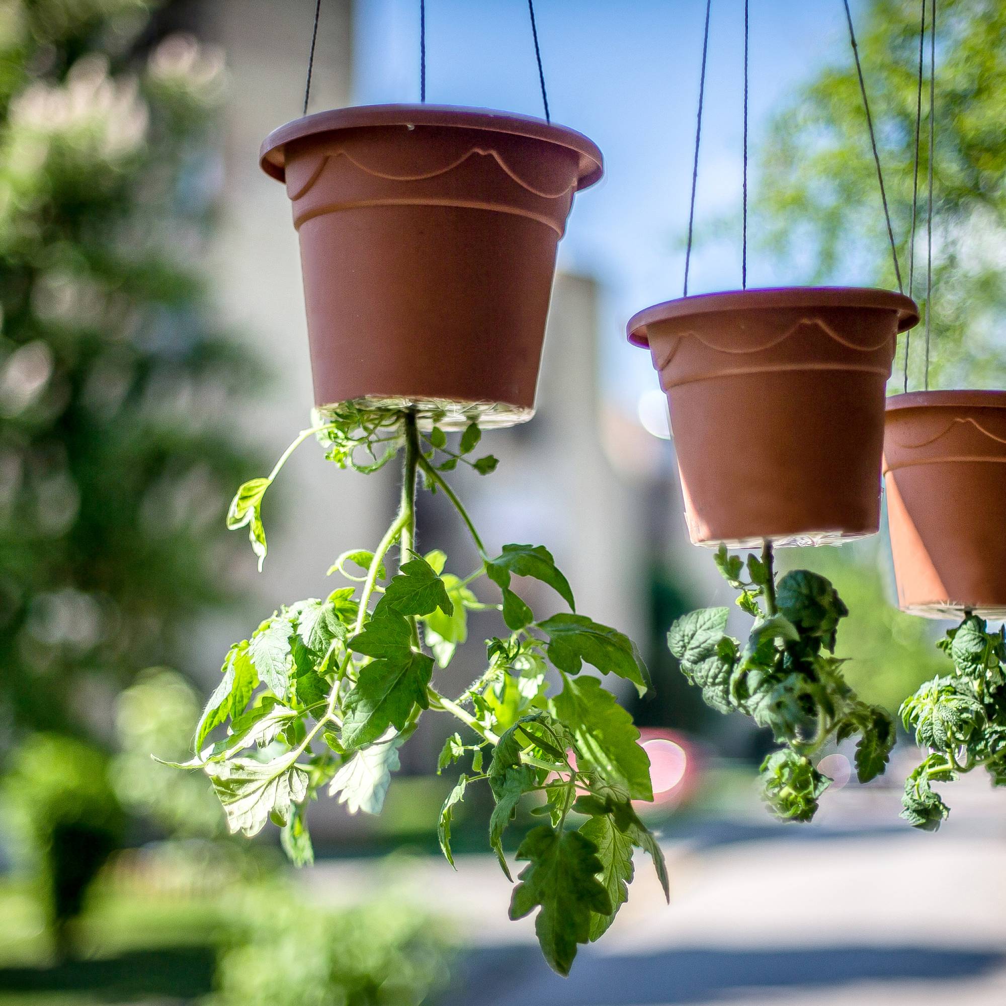 Upside down tomato plants