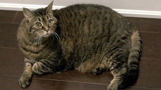 fat cat on floor