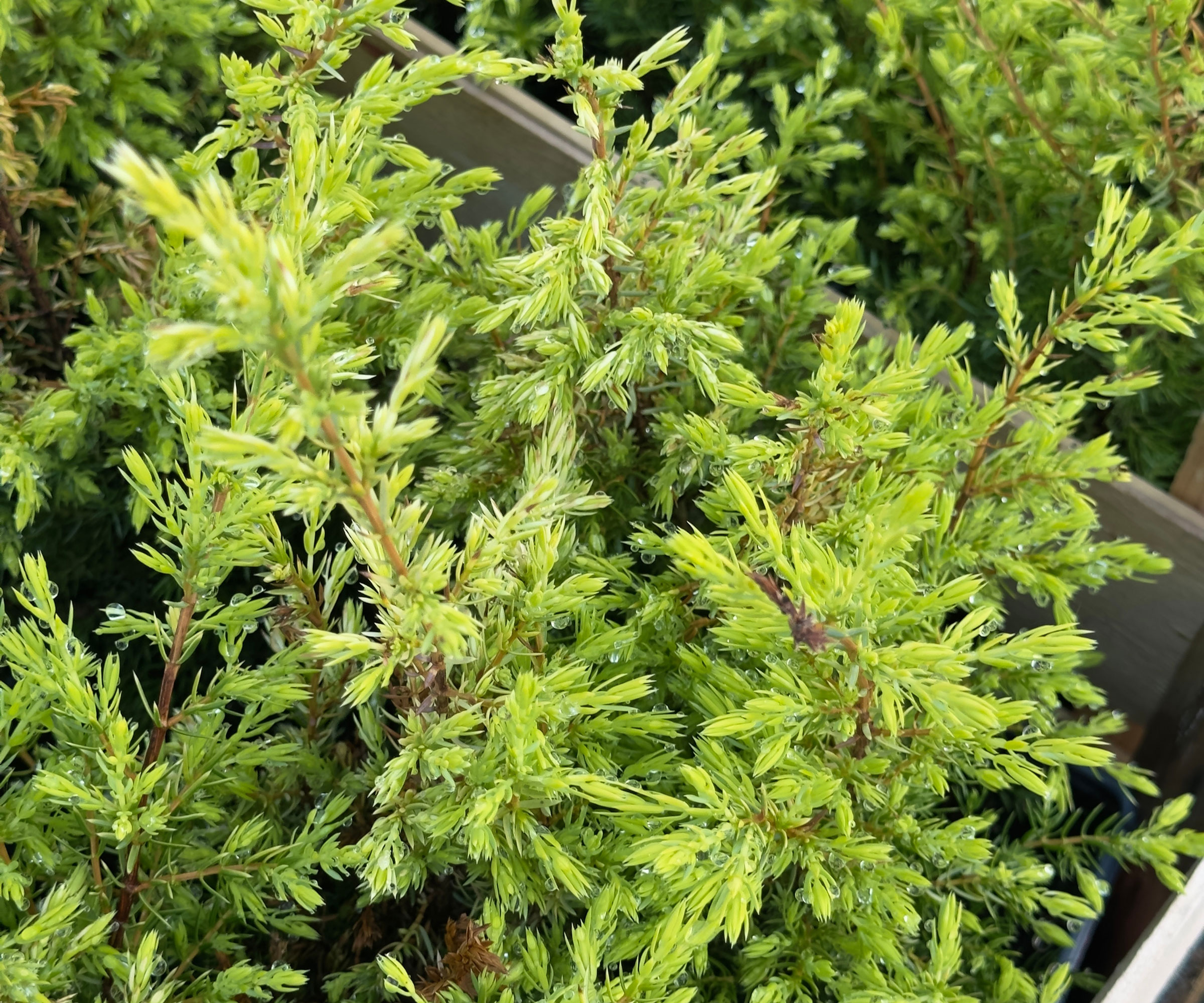juniper Gold Cone with bright green leaves