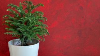 Norfolk Island Pine Christmas tree