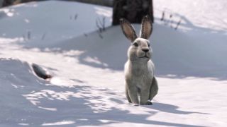 The Last of Us rabbit