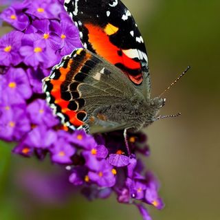 Immagine generata dall'IA con suggerimenti di parole di farfalla ammiraglia rossa su un fiore in un giardino, luce piatta e nuvolosa, obiettivo macro 180 mm, iperrealistico