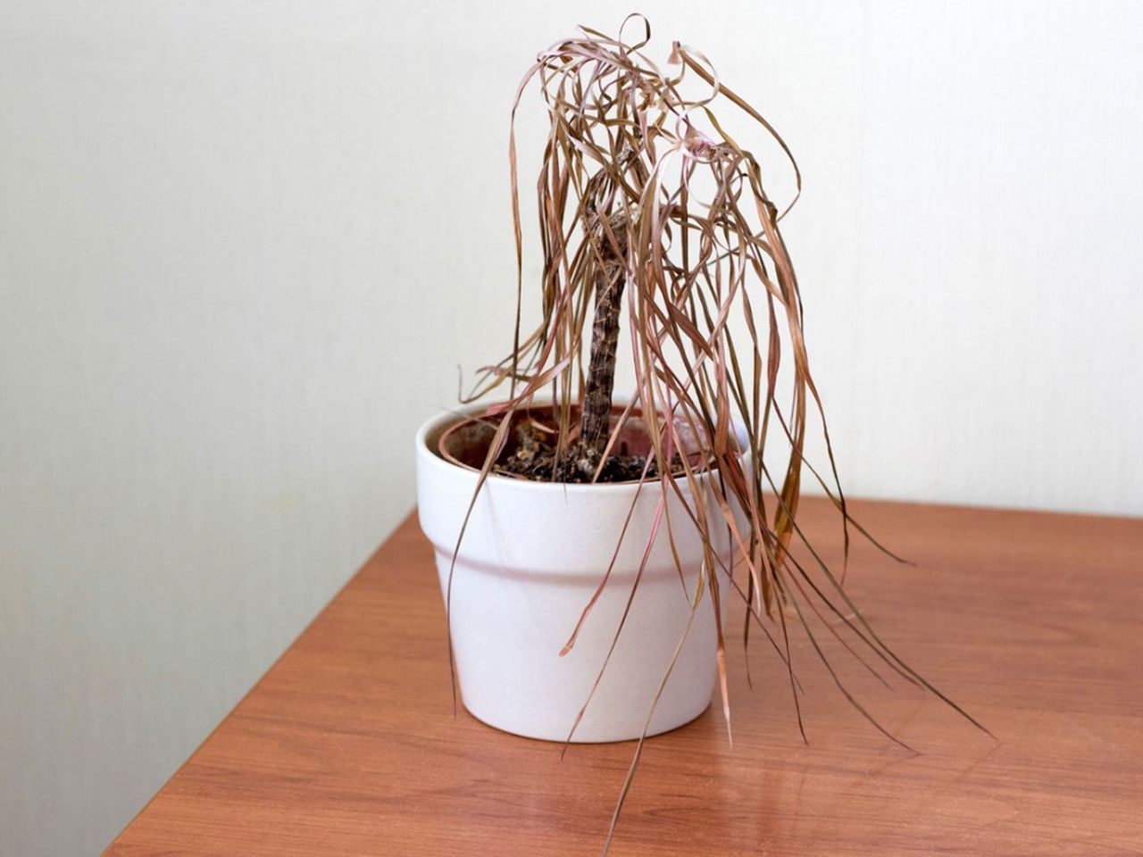 Potted Houseplant With Dying Brown Leaves