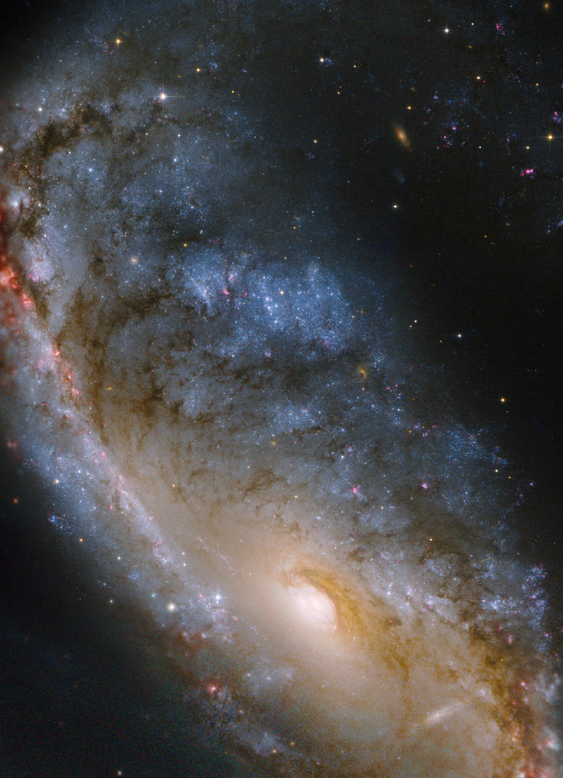 This close-up Hubble view of the Meathook Galaxy (NGC 2442) focuses on the more compact of its two asymmetric spiral arms as well as the central regions. The spiral arm was the location of a supernova that exploded in 1999. These Hubble observations were