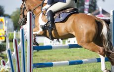 Aurelia Marcus and Ballinaclough Bentley