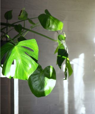 Monstera in bright spot