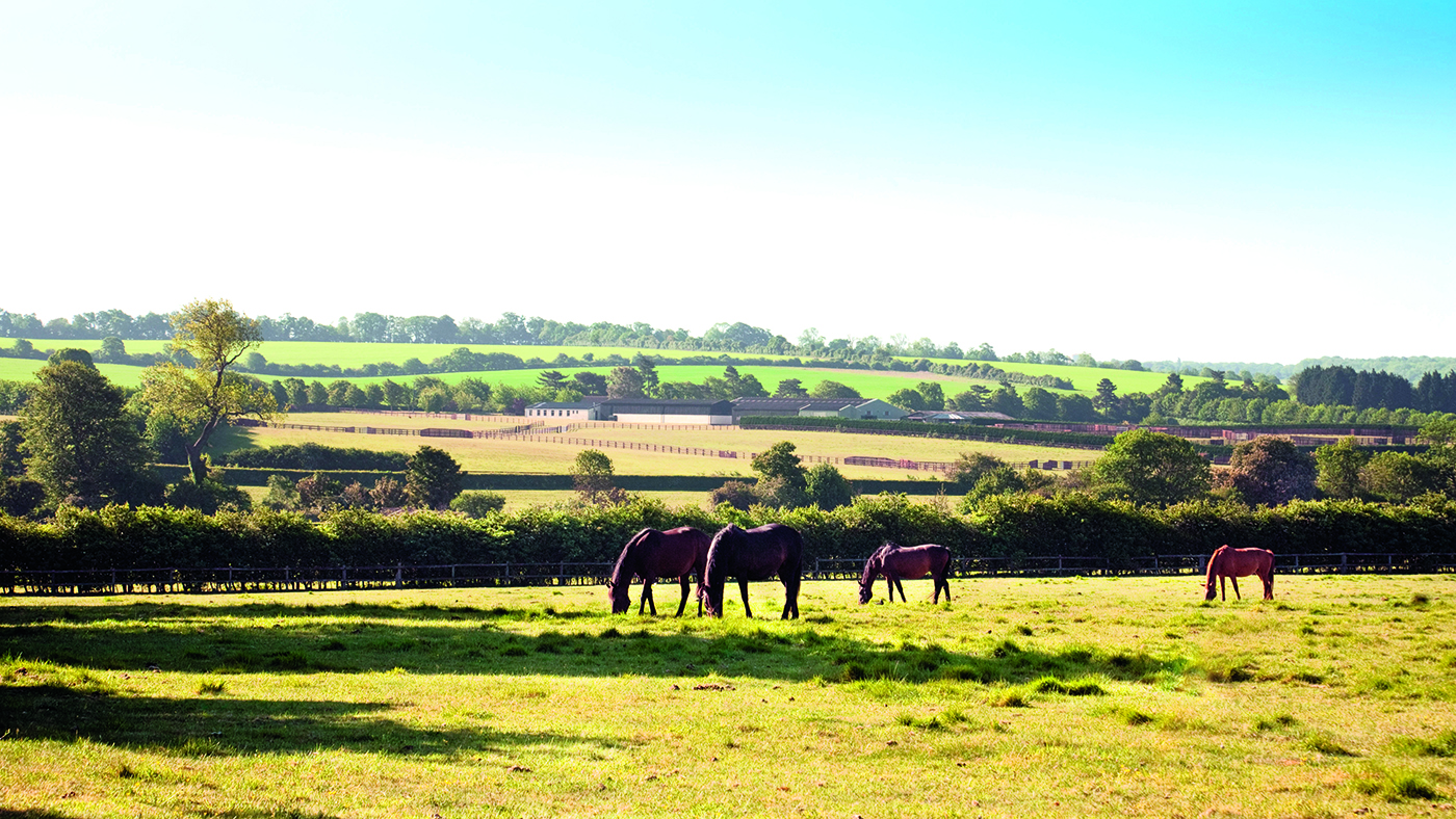 Horses grazing in a field