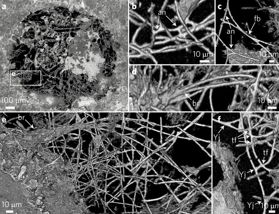 Filamentous fungus-like fossils found in the Ongeluk Formation in South Africa.